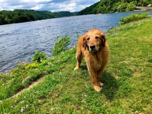 Dog taken with stolen car found